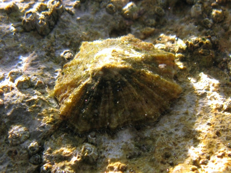 Patella caerulea